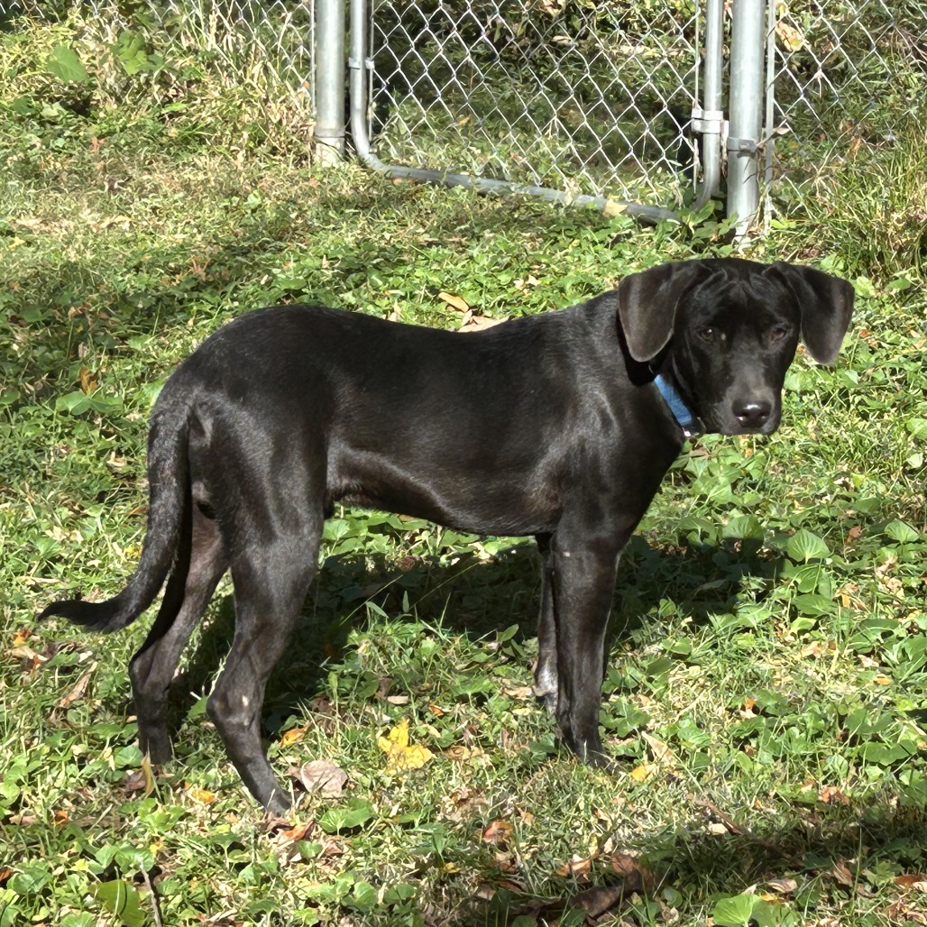 Duke, photo 4