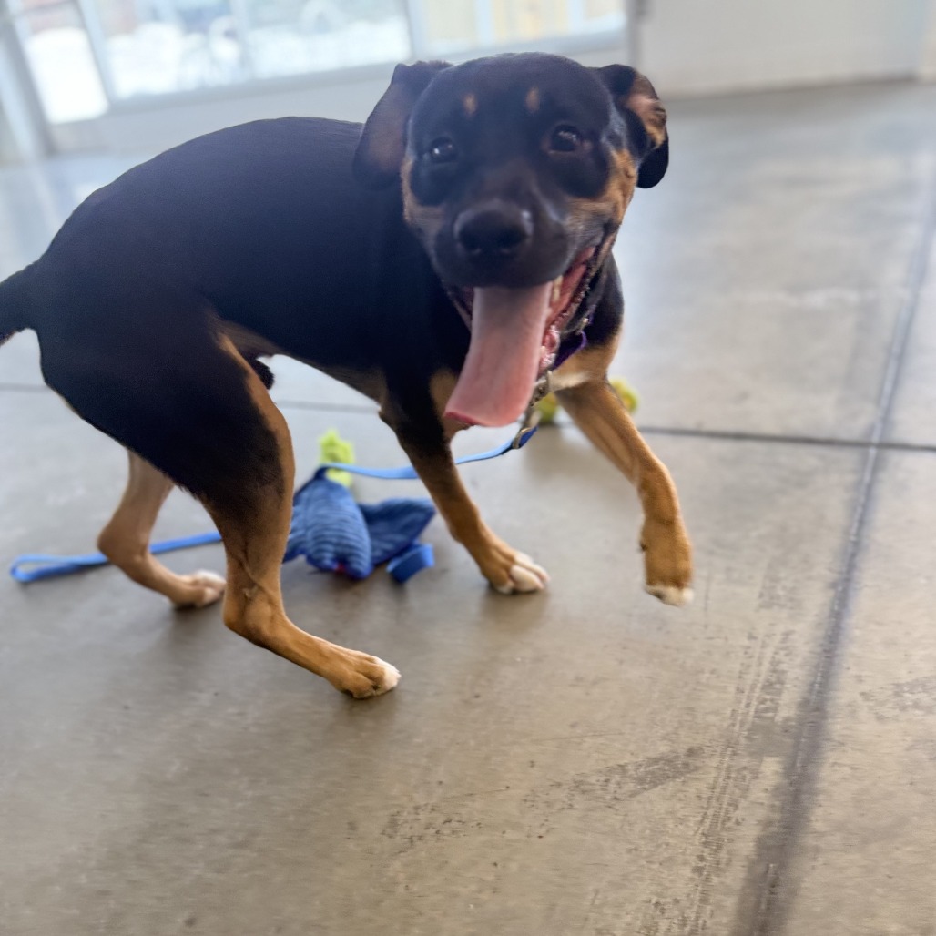 Photo of Kettlecorn 5