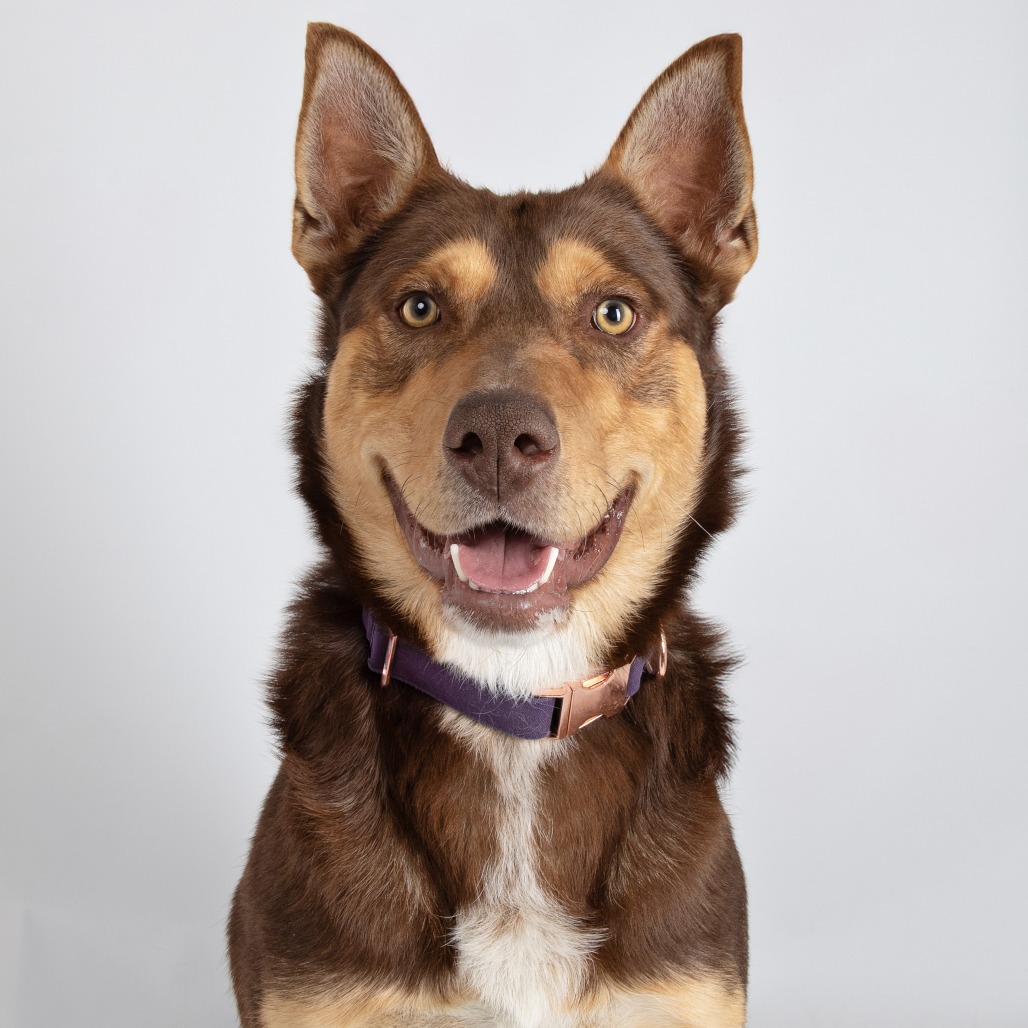 Pedro Pawscal — thumbnail 2