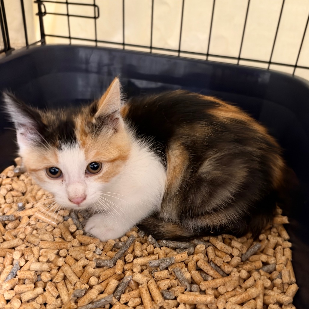 Queen - Domestic Shorthair