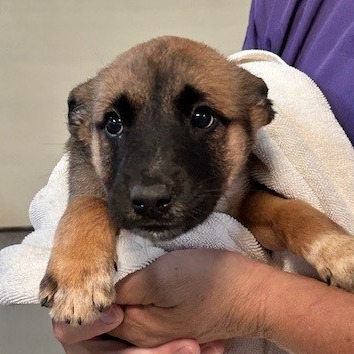  Kennel#25c(PinkCollar) Yogi 's preview photo