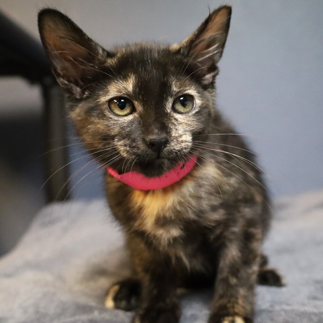 Snickerdoodle is available for adoption at SPCA Florida