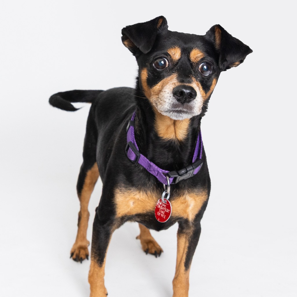 Houdini Bonded with Harry