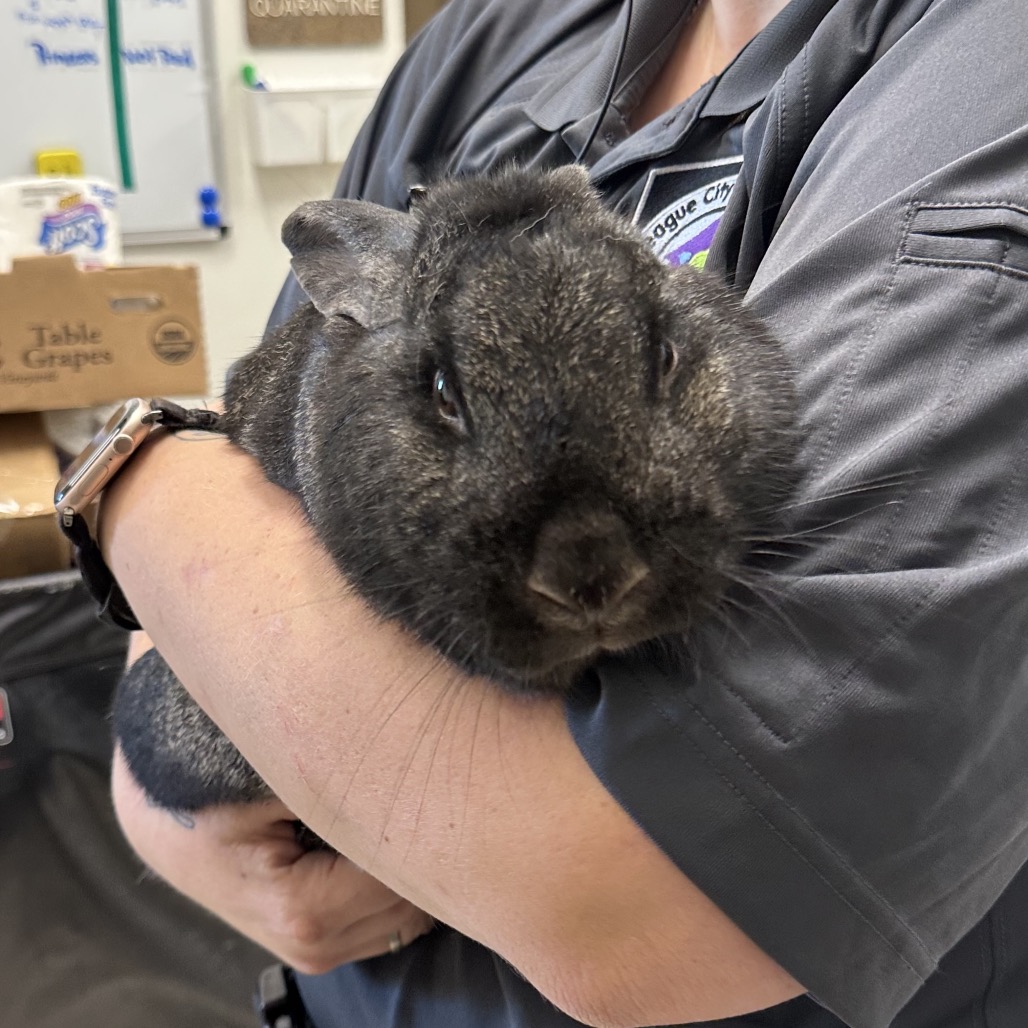 MICHAEL MYERS - Rex available for adoption