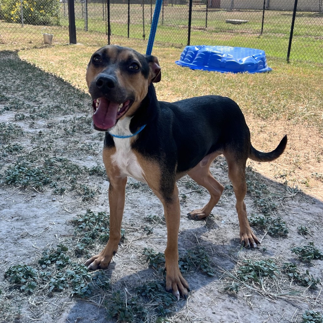 OSCAR - Shepherd / Hound available for adoption