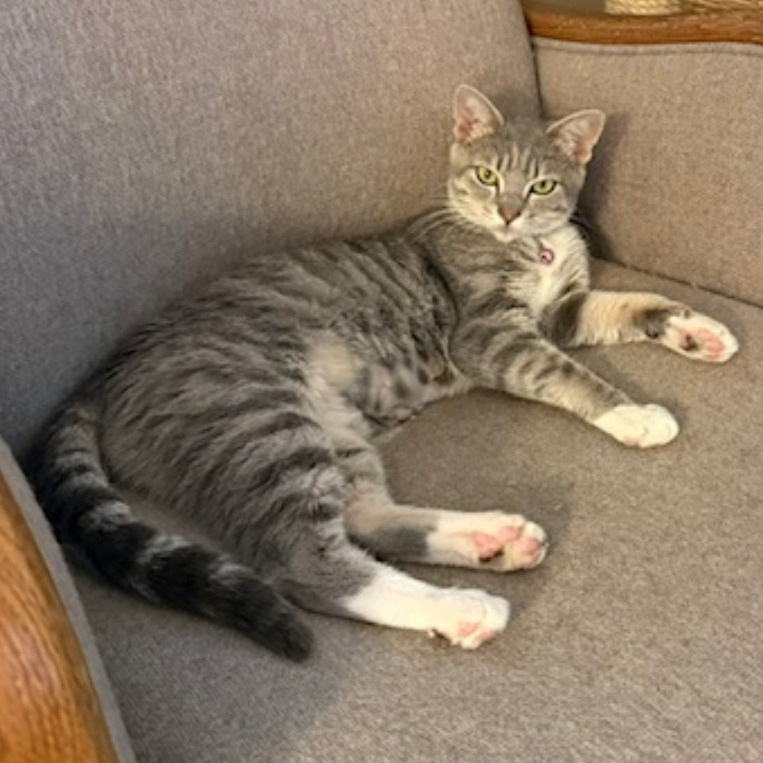 Biscuit--Momma Cat-, an adoptable cat