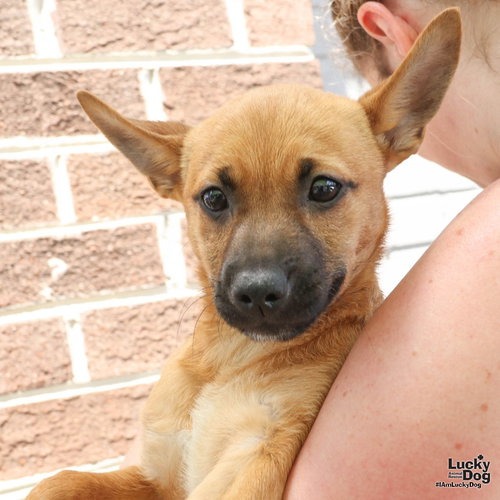 WISTERIA - Shepherd / Terrier available for adoption