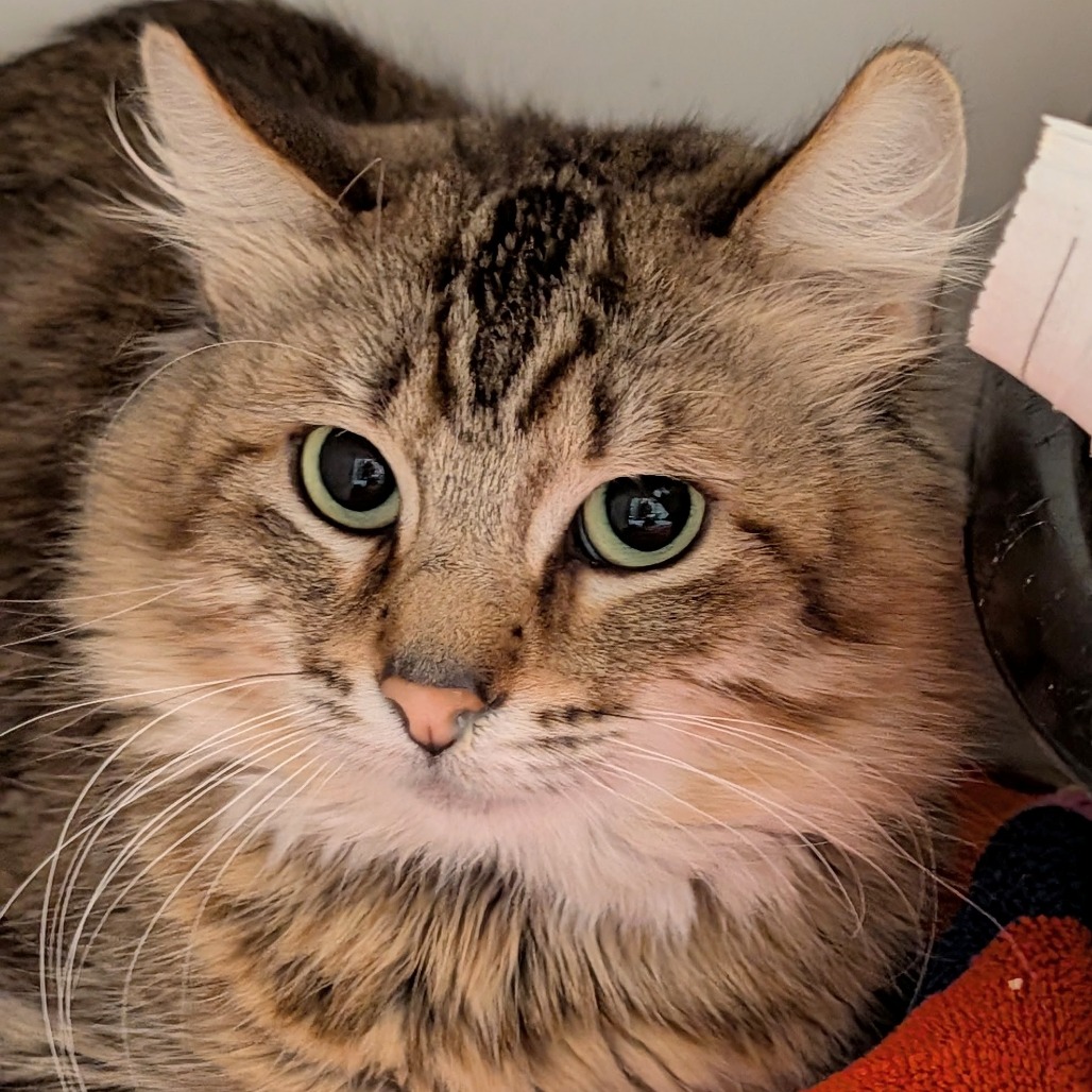 Forklift the Cat