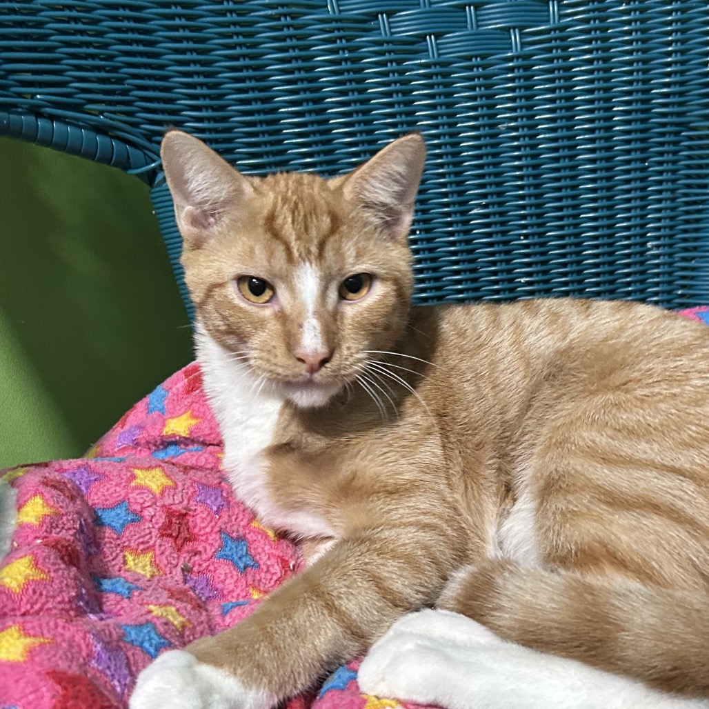 STORM - Domestic Shorthair for adoption in Stamford