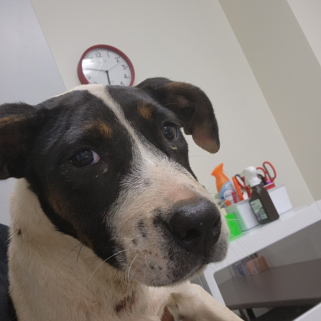 Pit Bull