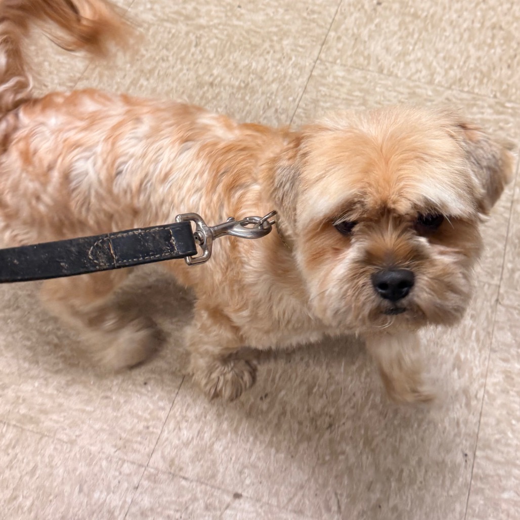 Shih Tzu