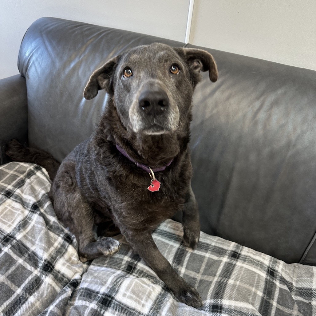 Jessie — thumbnail 4