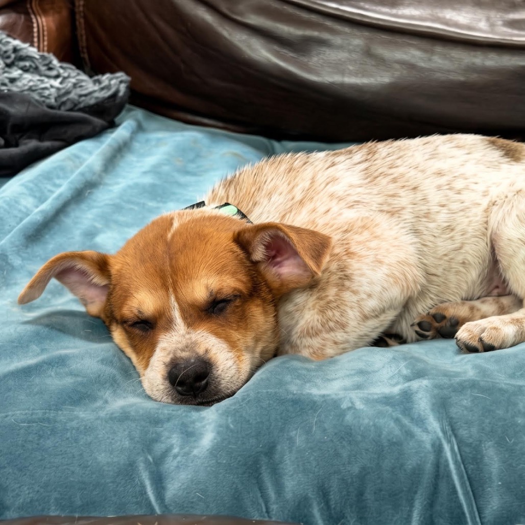 DALLAS - Mixed Breed (Medium) available for adoption