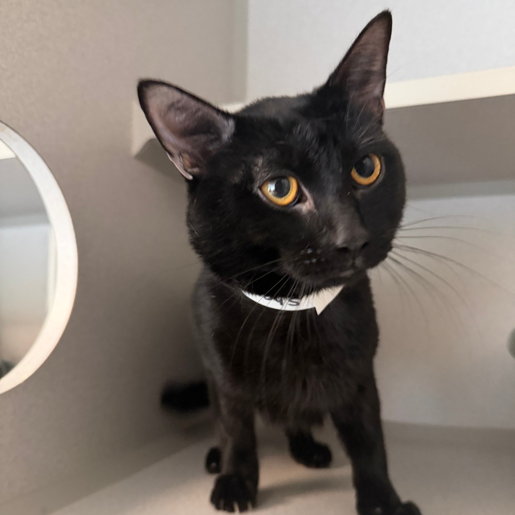 SHARPIE - Domestic Shorthair available for adoption