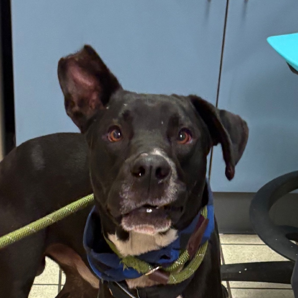 Teddy — thumbnail 2