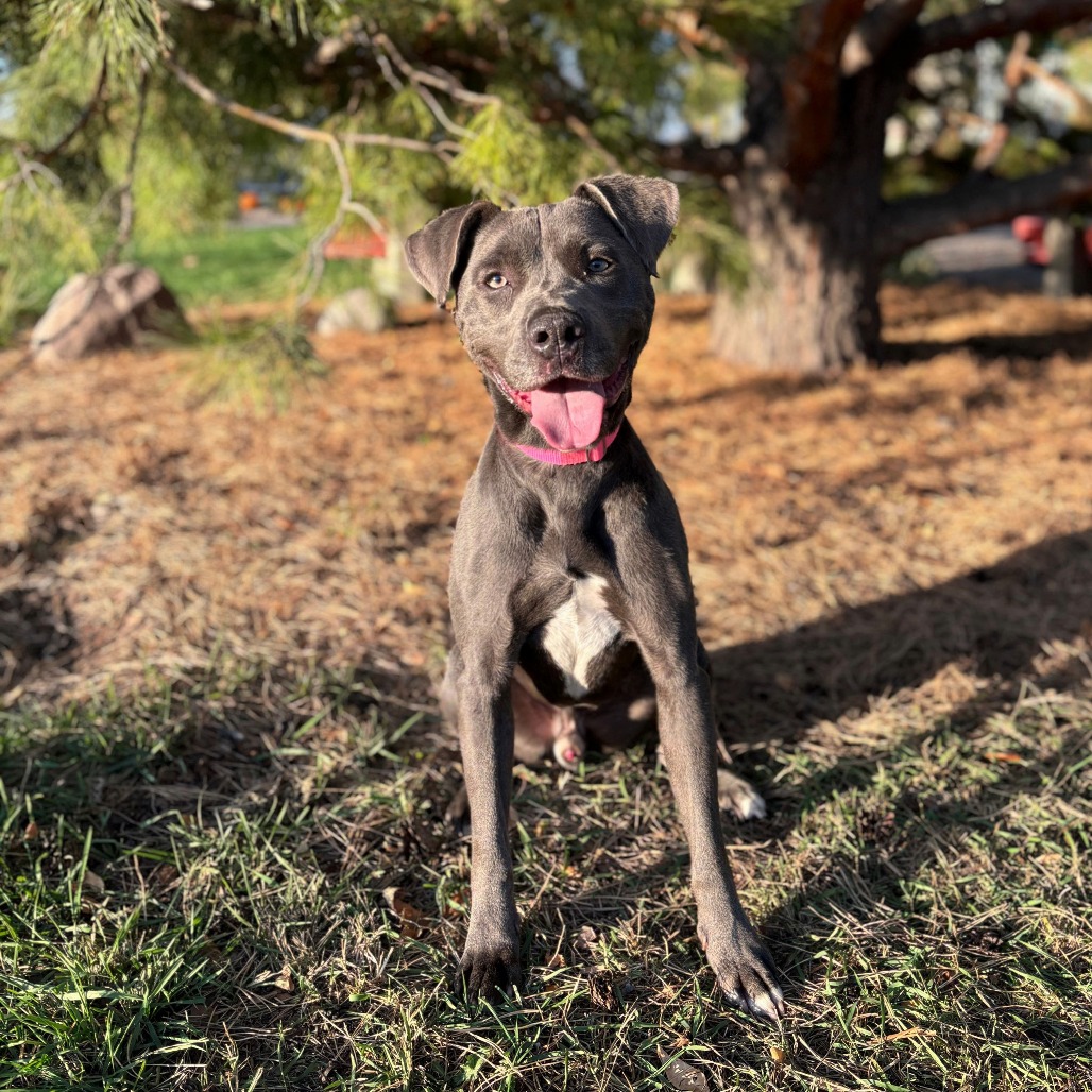 Otis