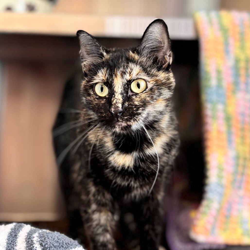 Snickers, photo 8