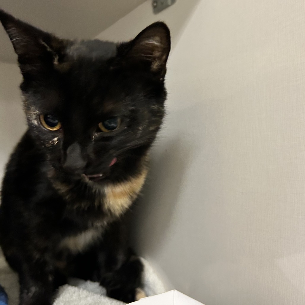 Marigold - Domestic Shorthair