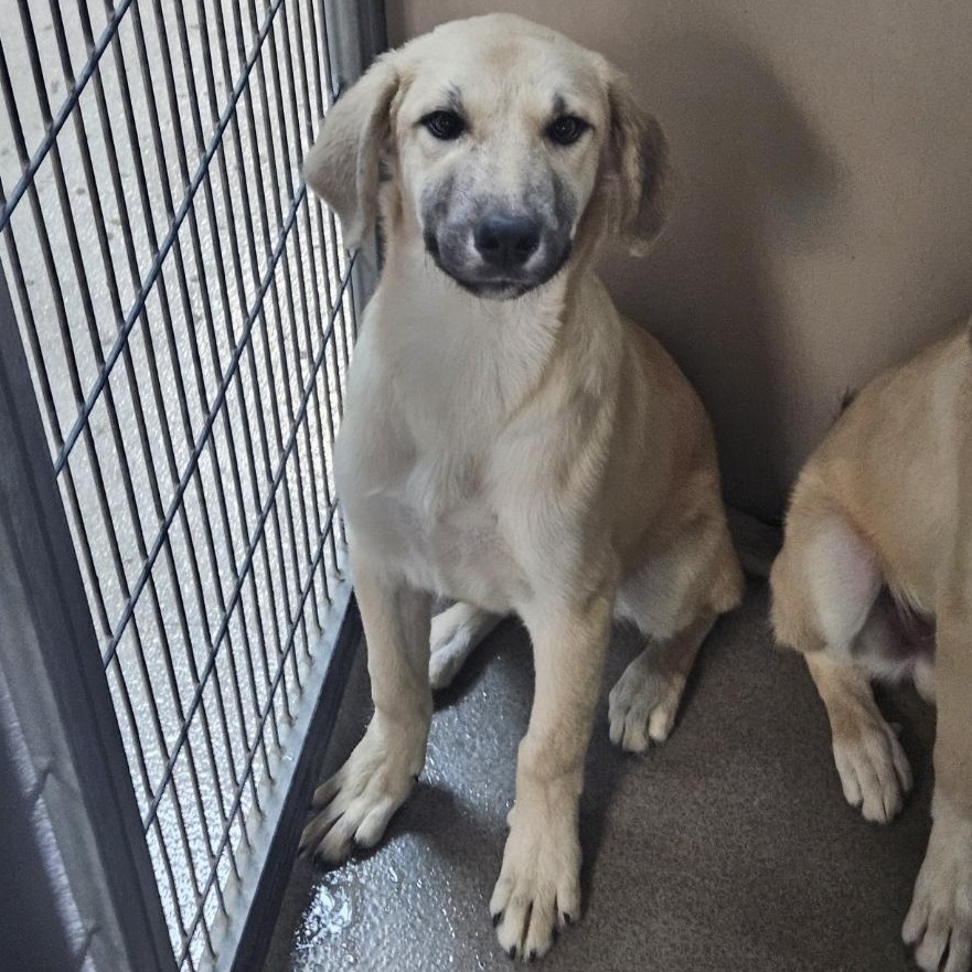 Kennel#30a Lillith's preview photo