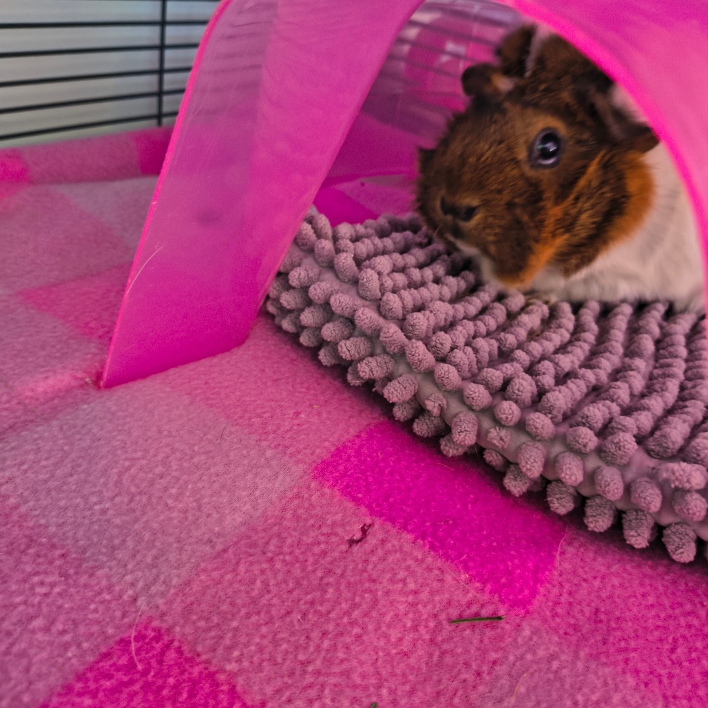 TABITHA - Abyssinian available for adoption