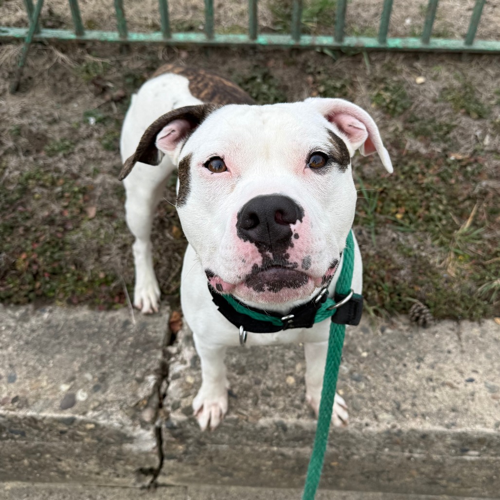 Diesel — thumbnail 4