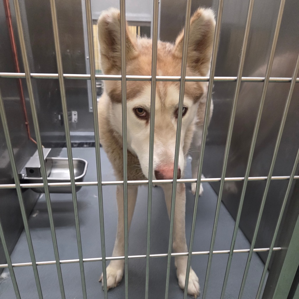 Bosca — thumbnail 4