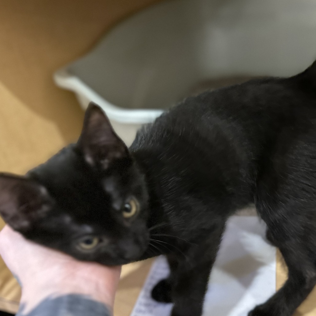 MOSS FROG - Domestic Shorthair available for adoption
