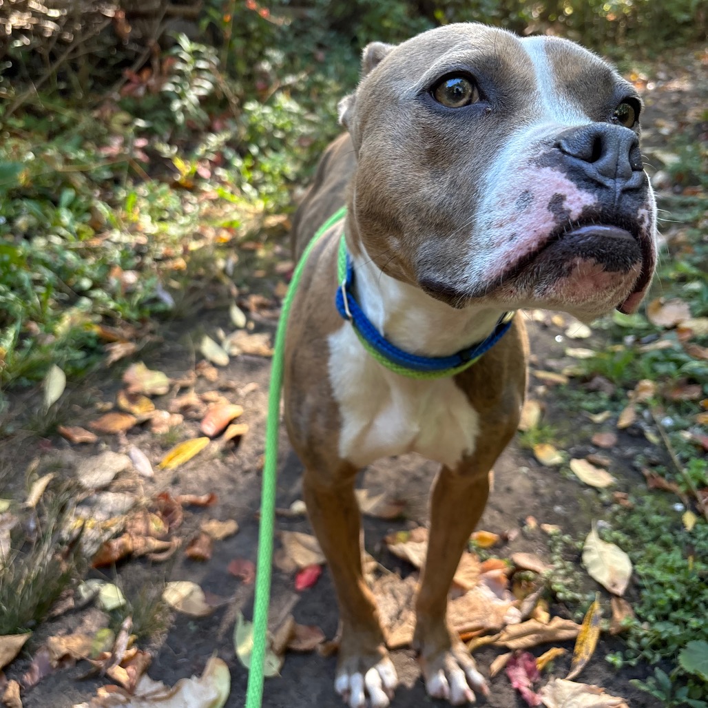 Romeo — thumbnail 4