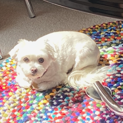 Libby, photo 2