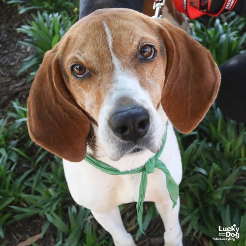 LADY BIRD - Coonhound / Treeing Walker available for adoption
