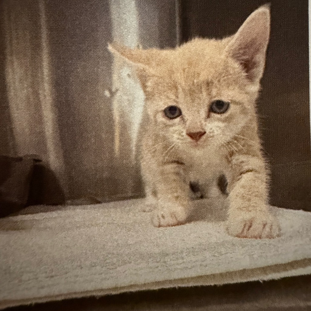 HONEY - Domestic Shorthair available for adoption