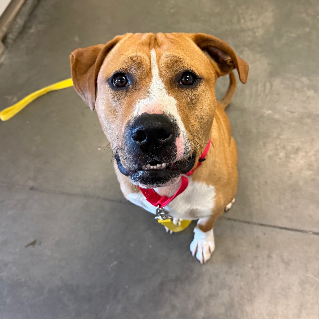 Photo of PGH-Stray-119995