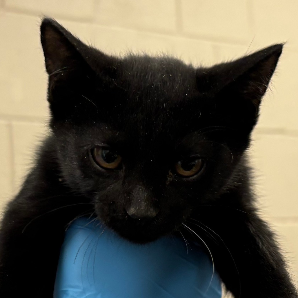 Blizzard — thumbnail 2