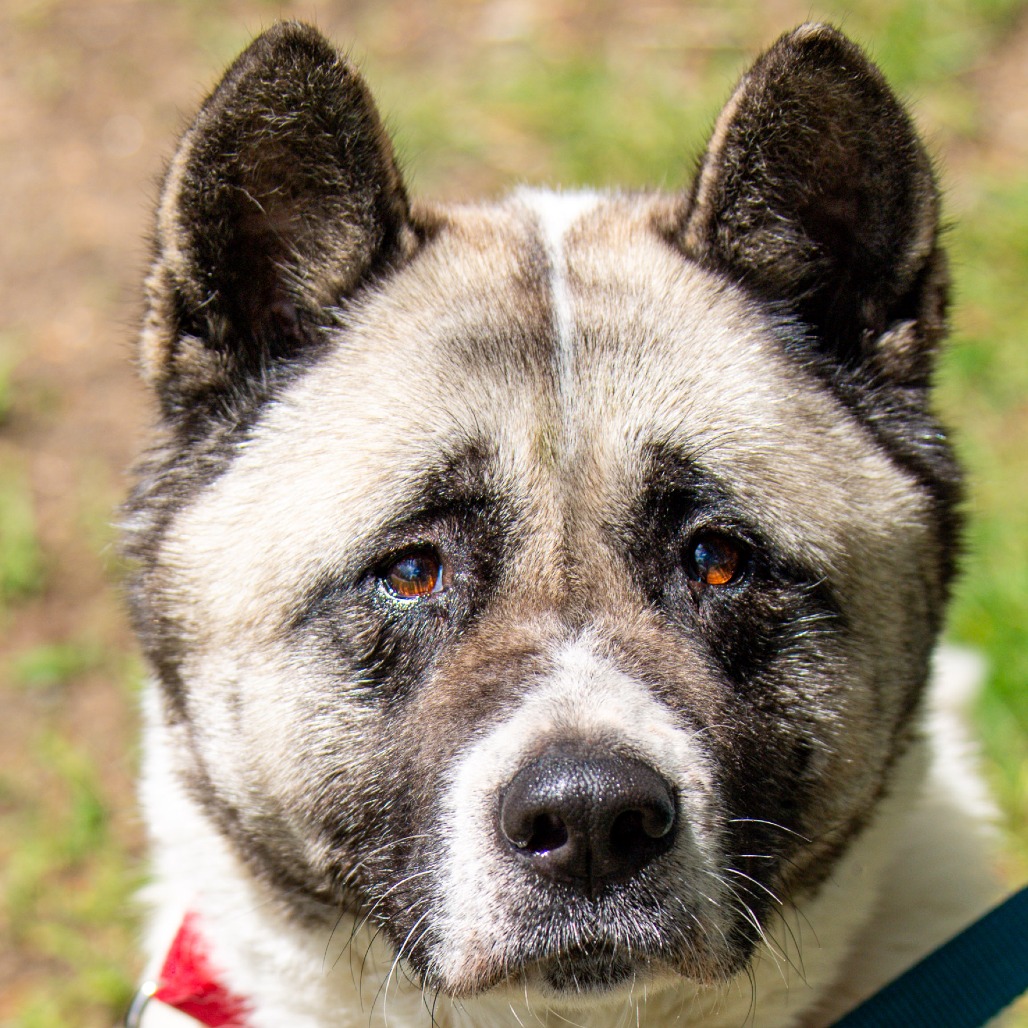 Akita