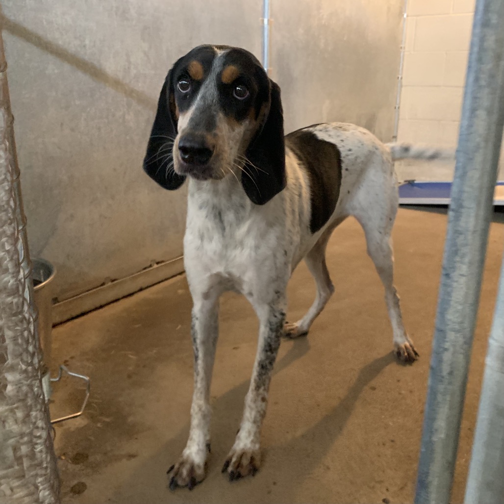 Flaca