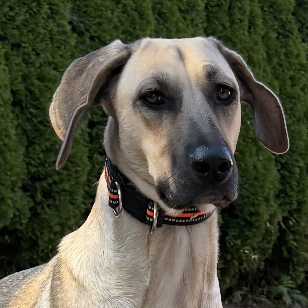 Lola is available for adoption at Burlington Humane Society