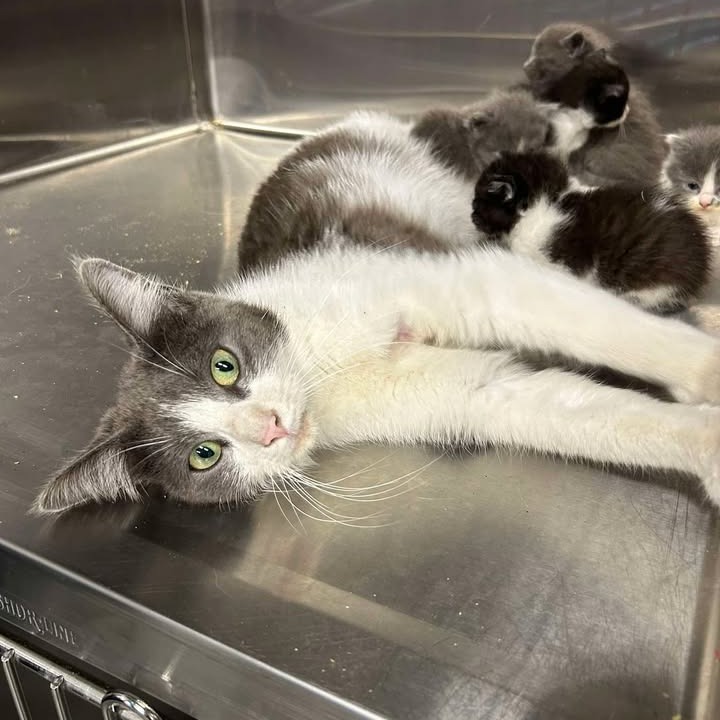ALLIE CAT - Domestic Shorthair available for adoption