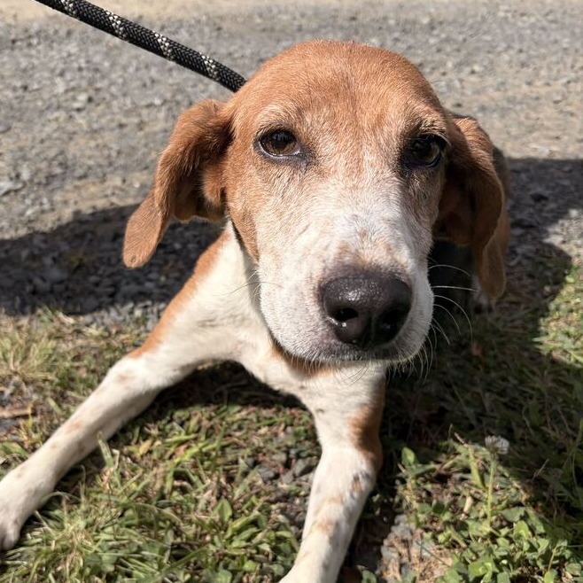 BO PEEP - Hound available for adoption