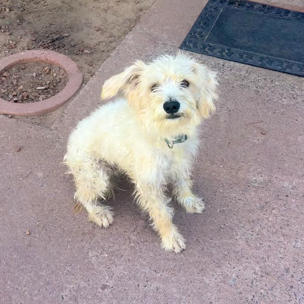 TYSON - Mixed Breed (Small) available for adoption