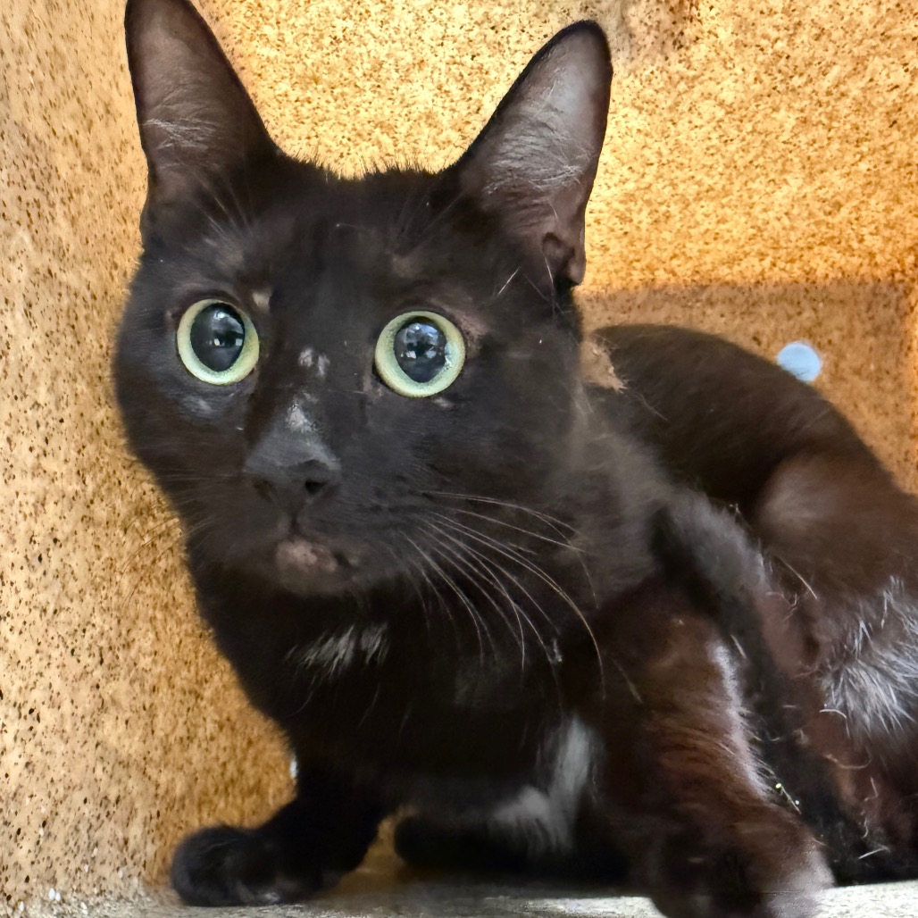 Tusc Stray 84395