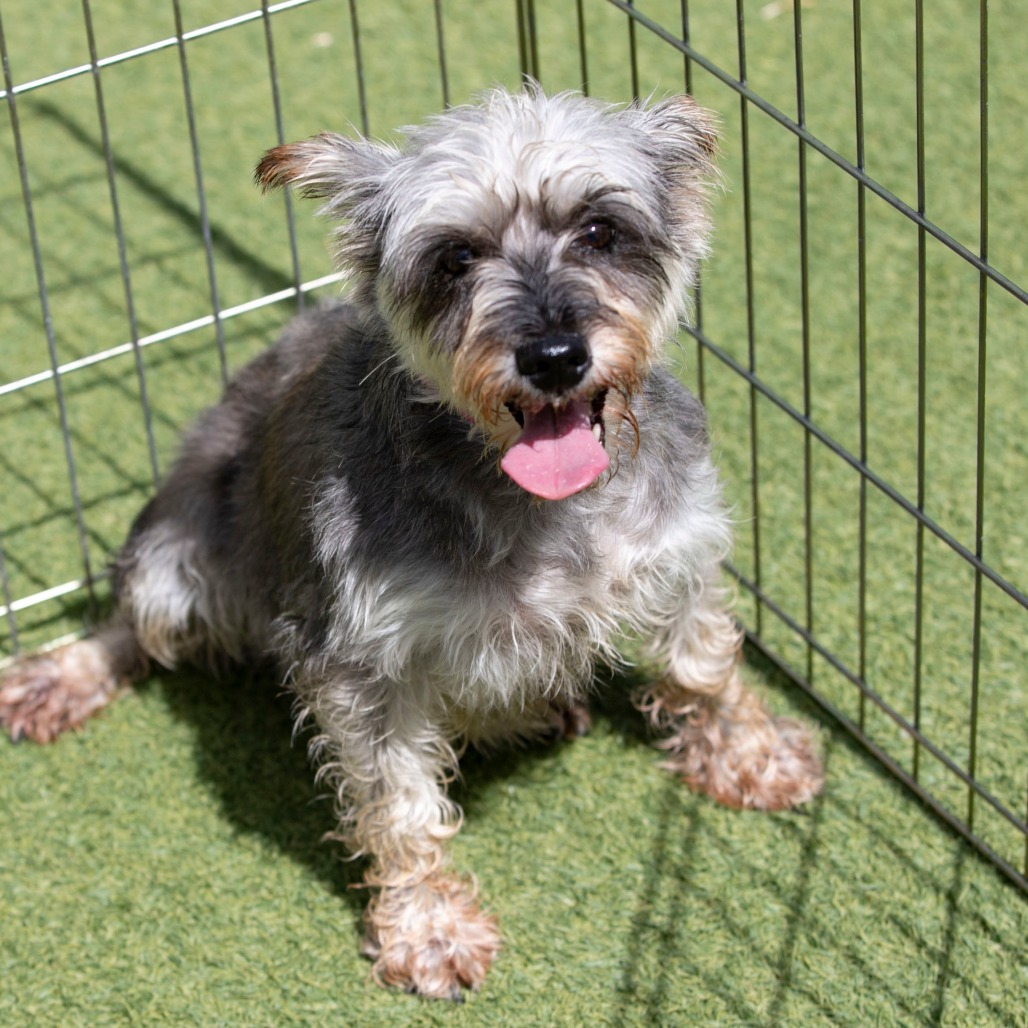 JENNA (AG26-76) - Schnauzer / Miniature available for adoption