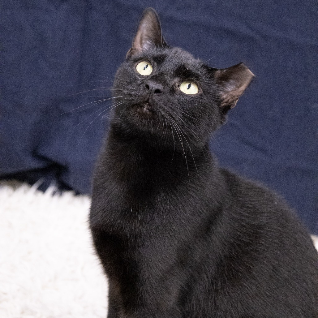 MARYAM - Domestic Medium Hair available for adoption