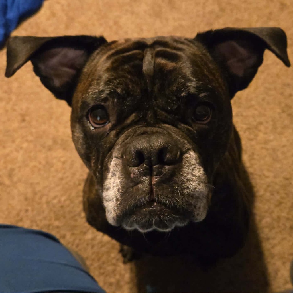 Pepper, photo 9