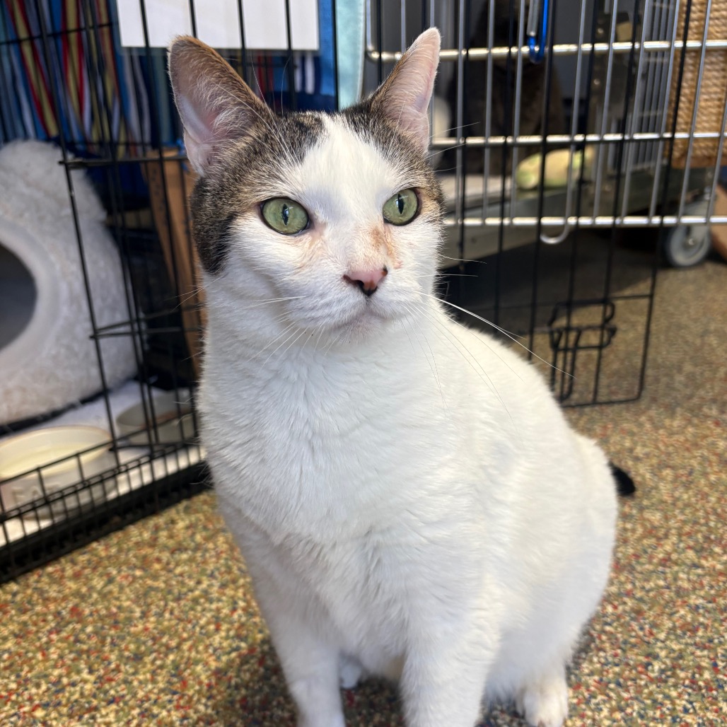 HUNTER - Domestic Shorthair available for adoption