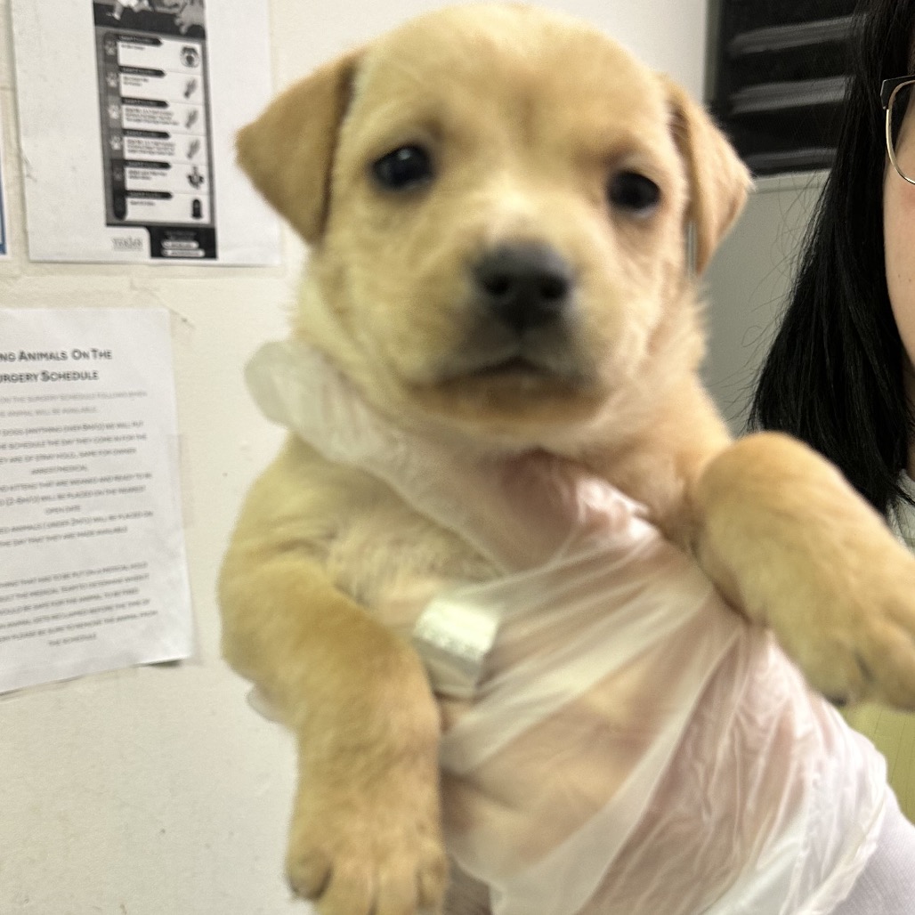 Captain Hook — thumbnail 2