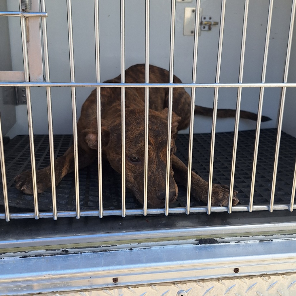 Kennel#22B's preview photo