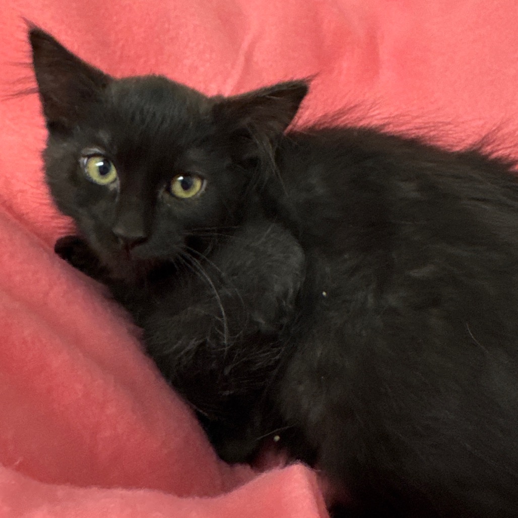 CHAI - Domestic Longhair available for adoption