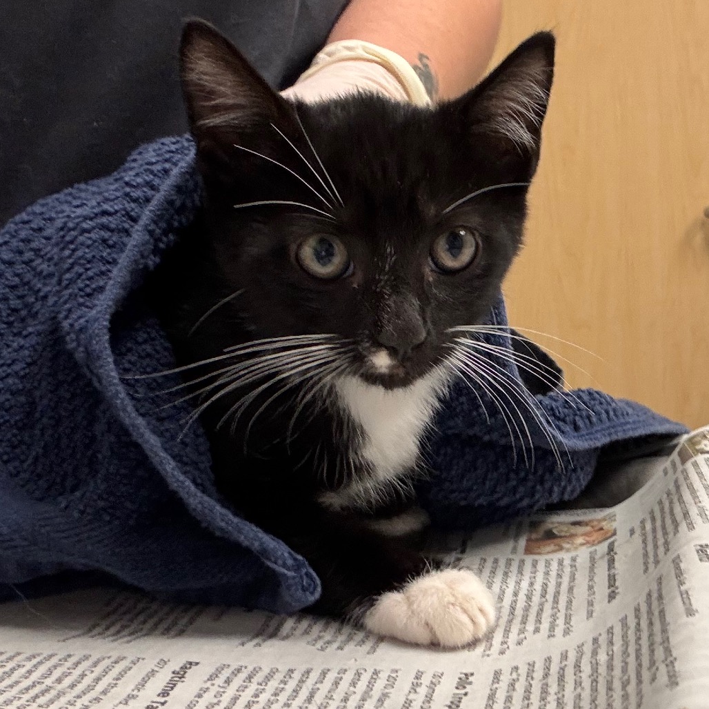 ANDY - Domestic Shorthair available for adoption