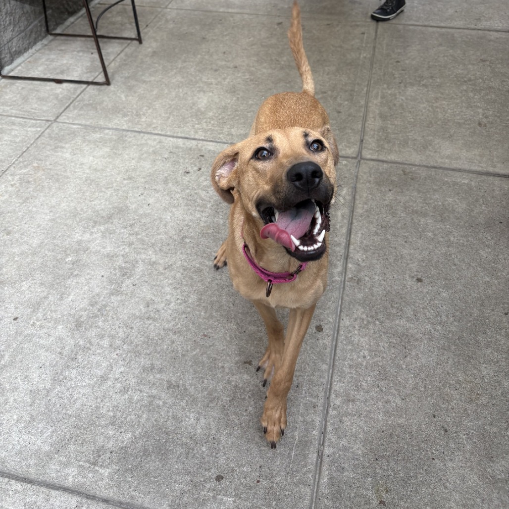 Photo of Artemisia 8