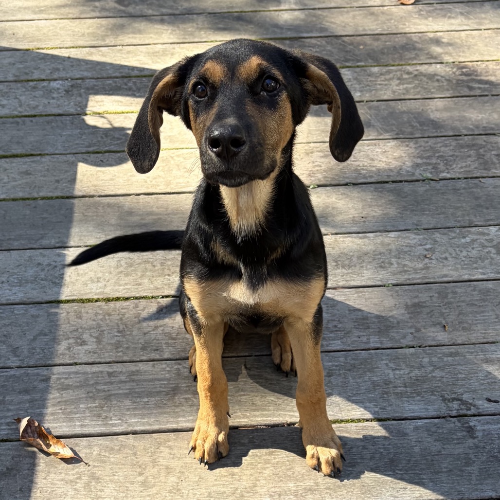 Lulu